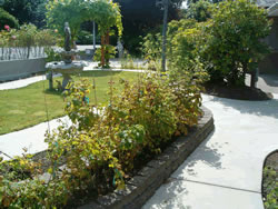 courtyard berry bushes