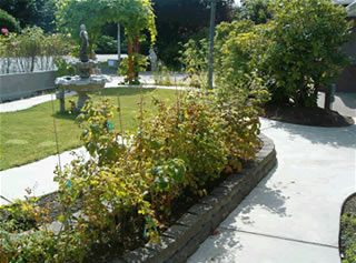 Courtyard with berry bushes and vegetable garden.